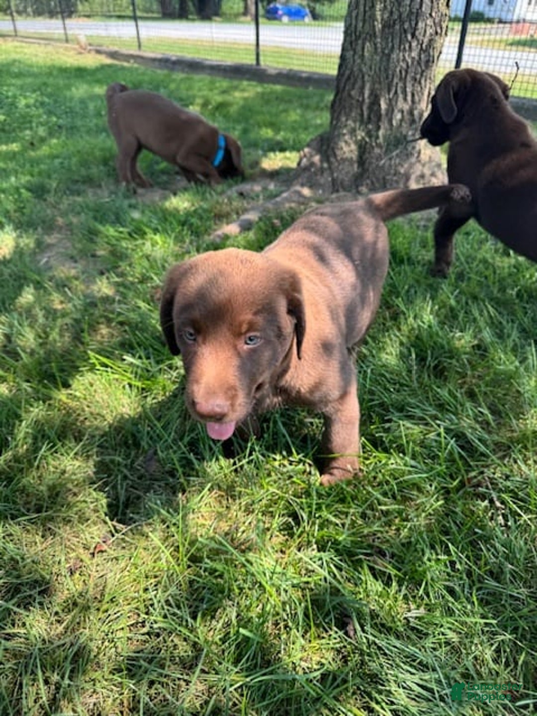 Labrador Retriever dogs for sale: Jimmy - Image 1