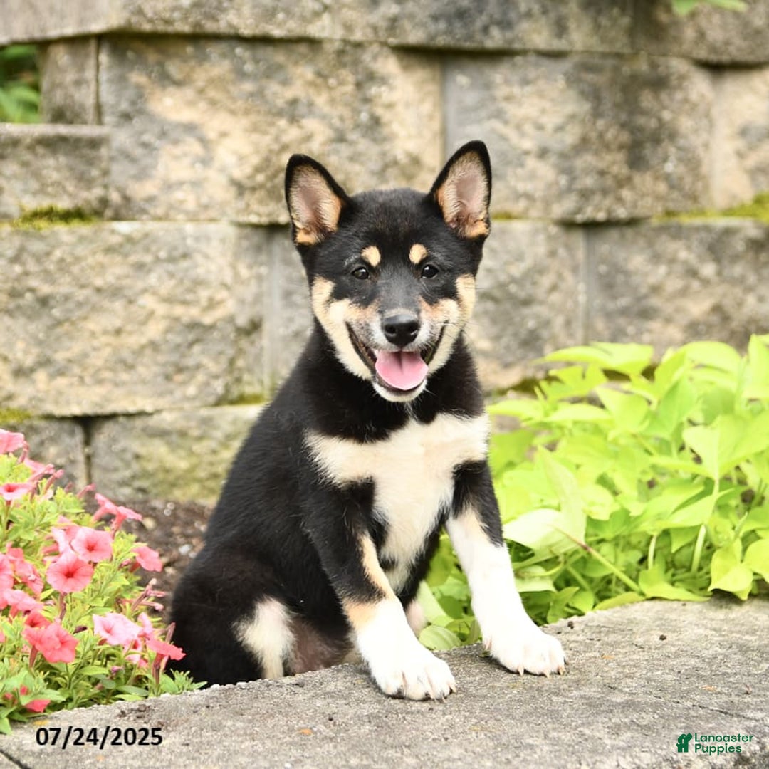 Shiba Inu dogs for sale: Unique - Image 5