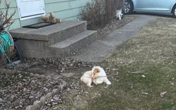Miniature Australian Shepherd dogs for sale: Cooper - Image 3