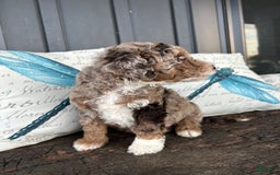 Aussiedoodle dogs for sale: Willow - Image 4