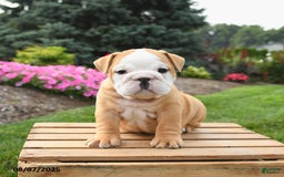English Bulldog dogs for sale: Clementine - Image 2