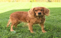 Miniature Golden Retriever dogs for sale: Kent - Image 6