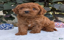 Cavapoo dogs for sale: Loki - Image 15
