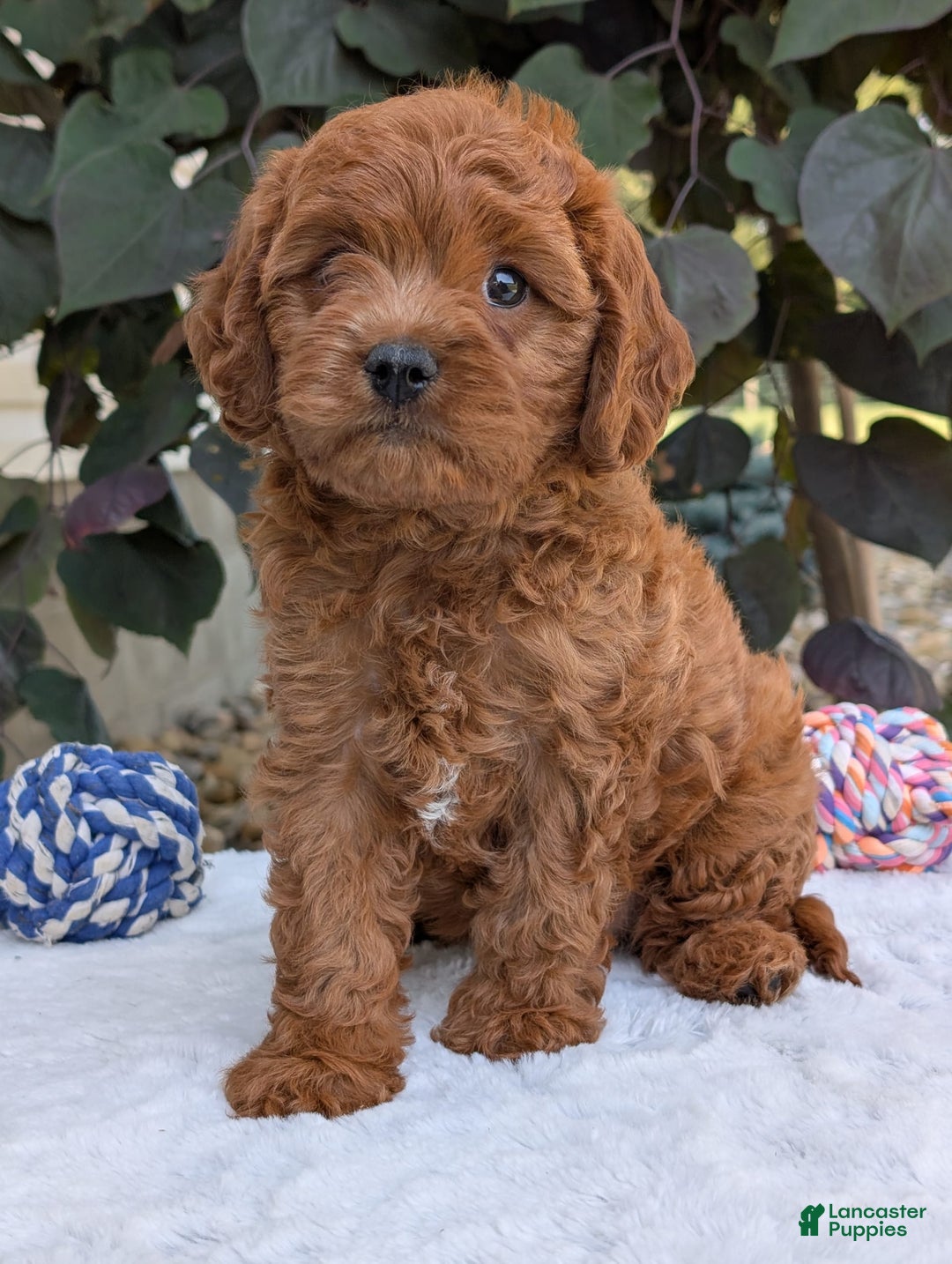 Cavapoo dogs for sale: Loki - Image 15