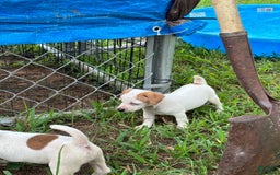 Jack Russell Terrier dogs for sale: Boy 3 - Image 2