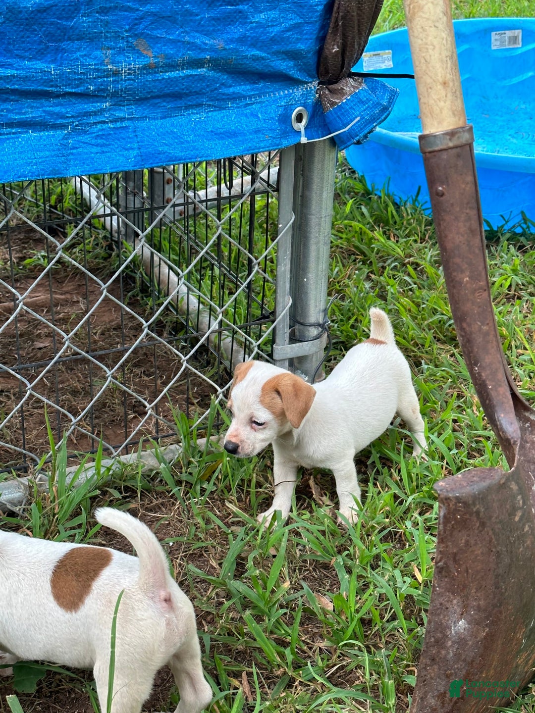 Jack Russell Terrier dogs for sale: Boy 3 - Image 2