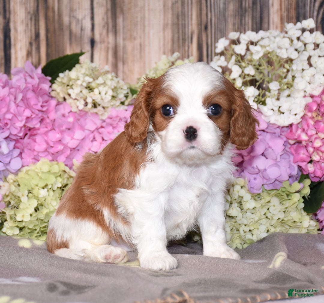 Cavalier King Charles Spaniel dogs for sale: Vance - Image 4