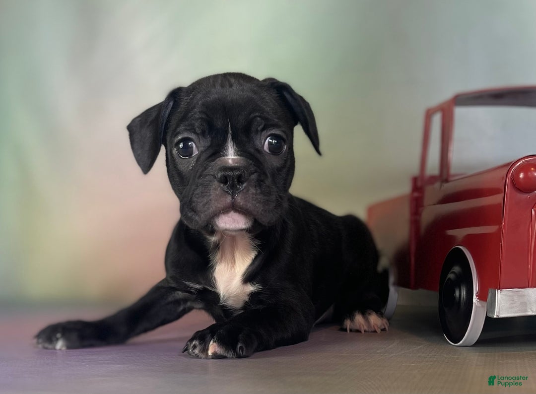 Frenchton dogs for sale: Colby Dna Clear - Image 1