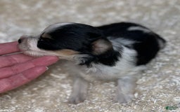 Miniature Schnauzer dogs for sale: Chipp - Image 4