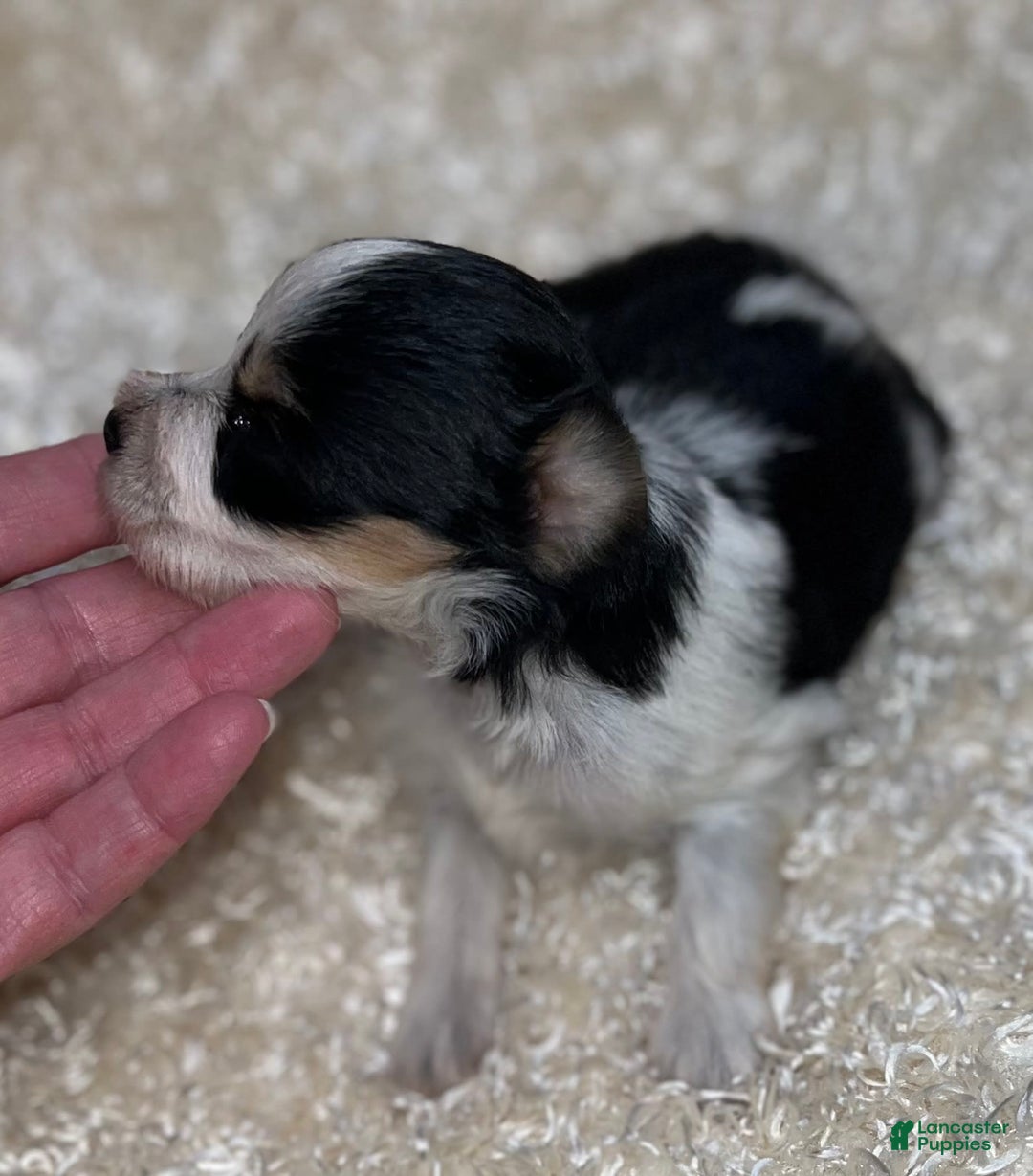Miniature Schnauzer dogs for sale: Chipp - Image 4
