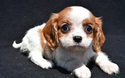 Cavalier King Charles Spaniel dogs for sale: Callie - Image 5