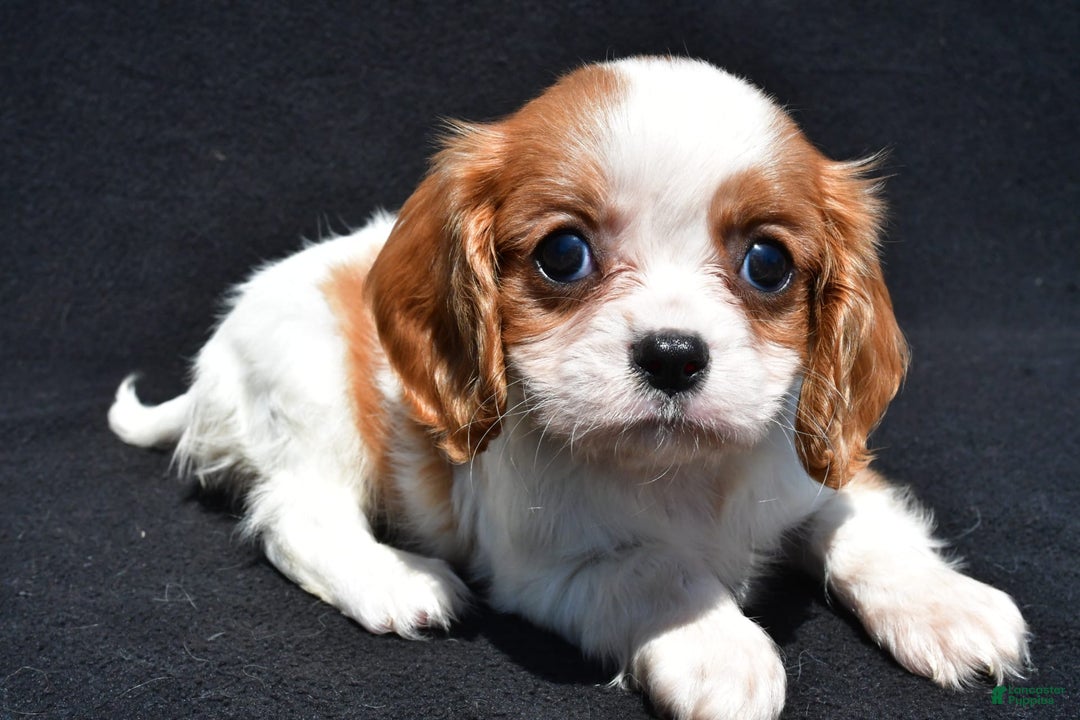 Cavalier King Charles Spaniel dogs for sale: Callie - Image 5