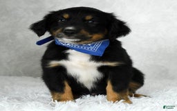 Miniature Australian Shepherd dogs for sale: Baxter - Image 9