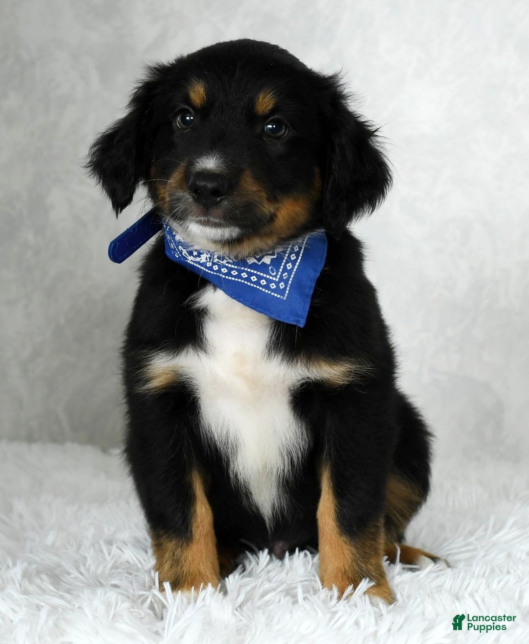 Miniature Australian Shepherd dogs for sale: Baxter - Image 9