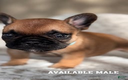 French Bulldog dogs for sale: French Bulldog 2 puppies - Image 1