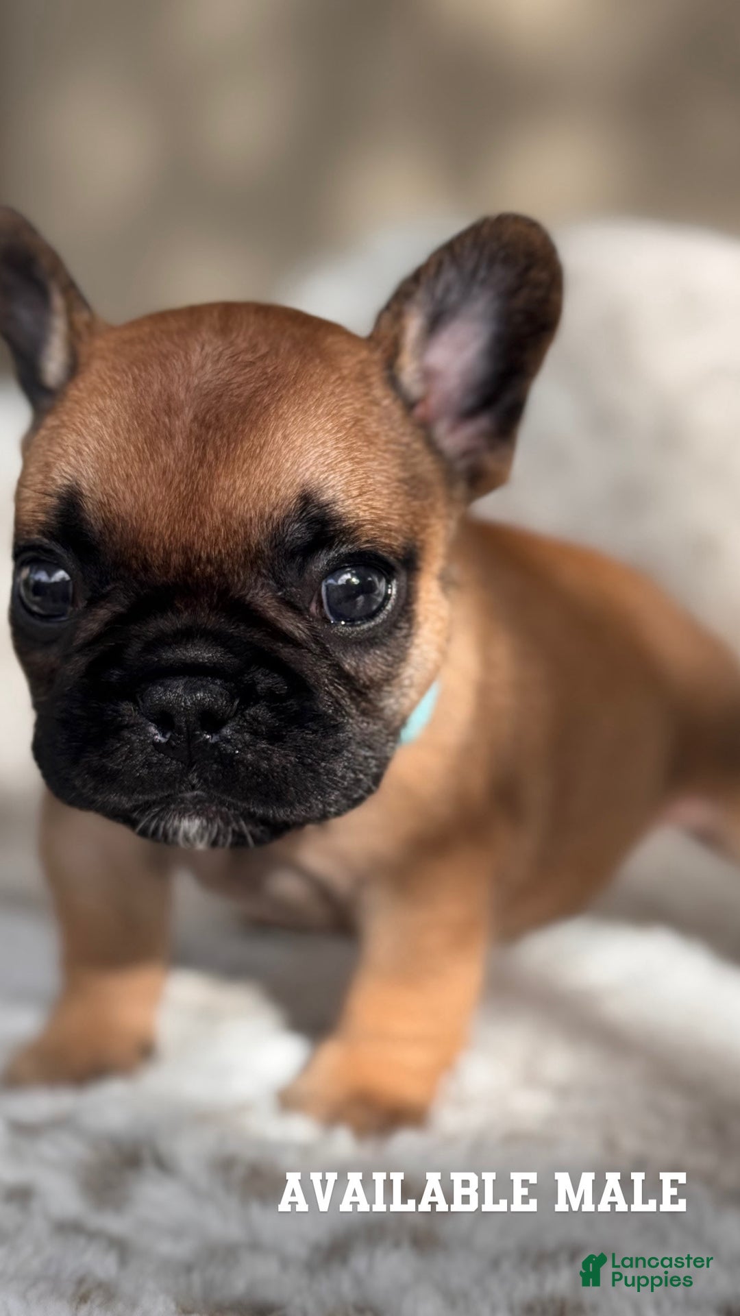 French Bulldog dogs for sale: French Bulldog 2 puppies - Image 1