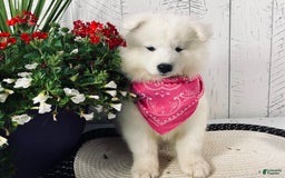 Samoyed dogs for sale: Bonnie - Image 5