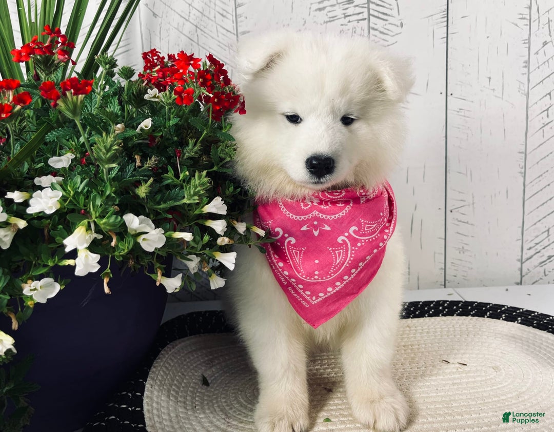 Samoyed dogs for sale: Bonnie - Image 5