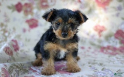 Yorkshire Terrier dogs for sale: Jenny - Image 3