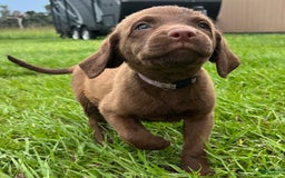 Chesapeake Bay Retriever dogs for sale: Female Purple Collar - Image 6
