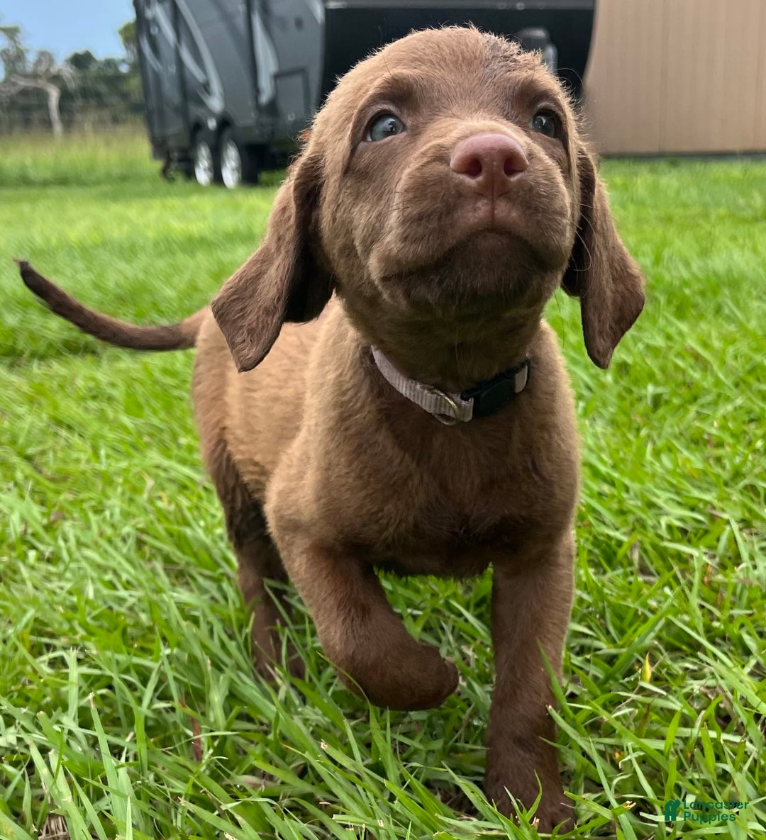 Chesapeake Bay Retriever dogs for sale: Female Purple Collar - Image 6