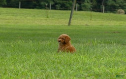 Miniature Poodle dogs for sale: Dax - Image 5