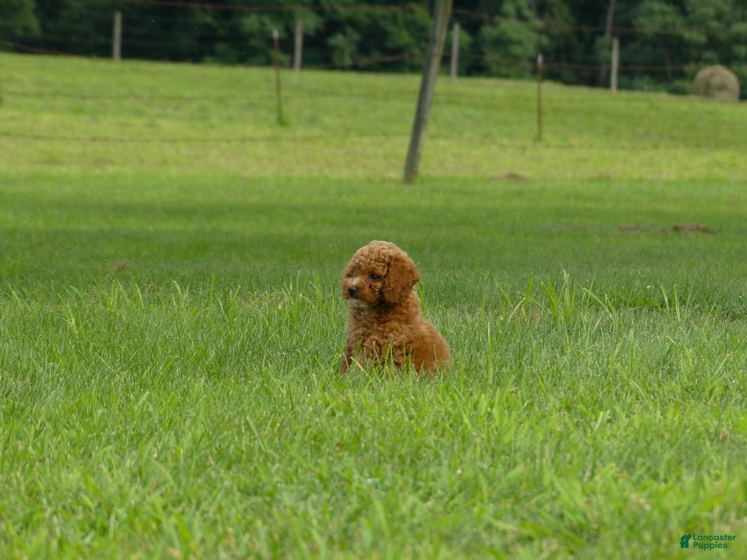 Miniature Poodle dogs for sale: Dax - Image 5