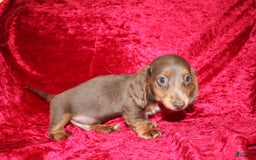 Miniature Dachshund dogs for sale: Bingo - Image 33