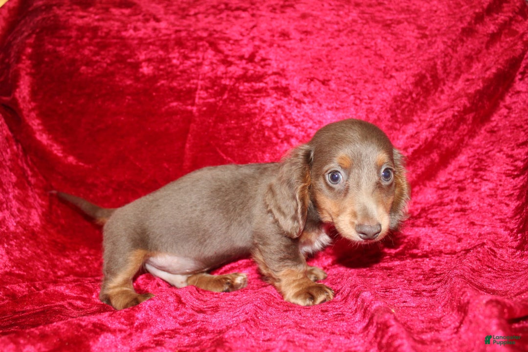 Miniature Dachshund dogs for sale: Bingo - Image 33