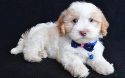 Havapoo dogs for sale: Montey - Image 2