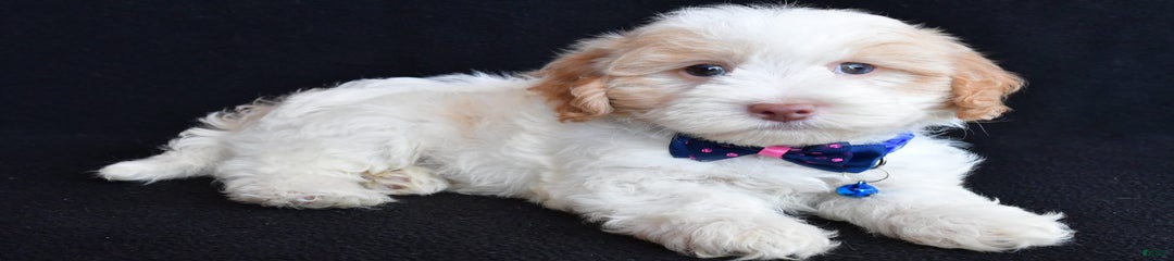 Montey