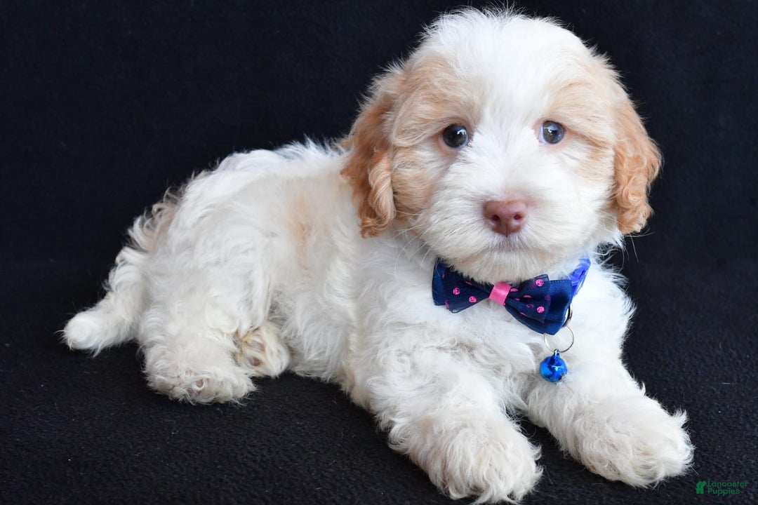 Havapoo dogs for sale: Montey - Image 2