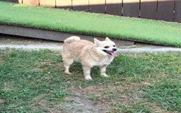 Pomeranian dogs for sale: Giovanna - Image 16