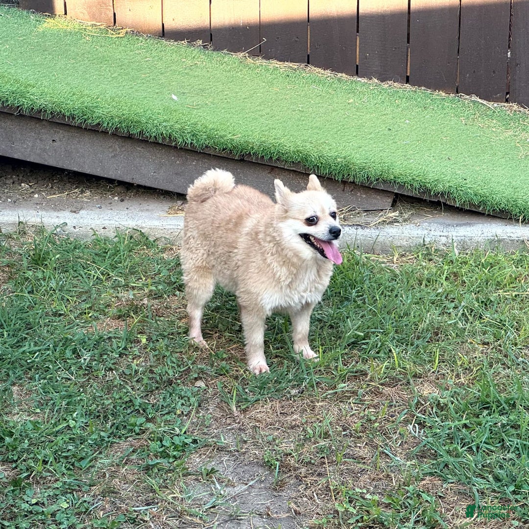 Pomeranian dogs for sale: Giovanna - Image 16