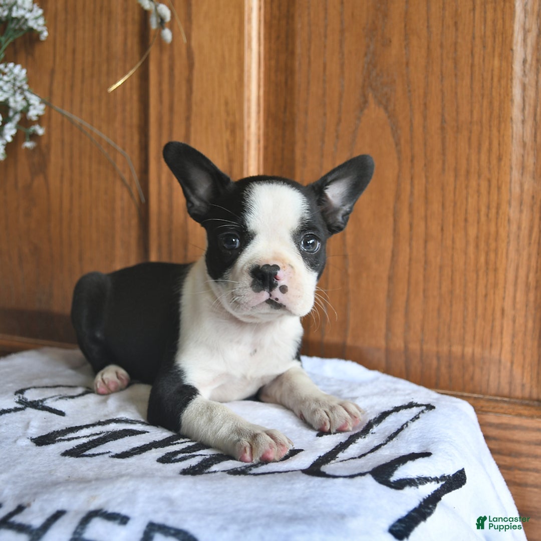 Boston Terrier dogs for sale: Honey - Image 5