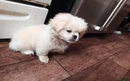 Pekingese dogs for sale: Aspen - Image 4