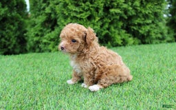 Toy Poodle dogs for sale: Ellie - Image 7