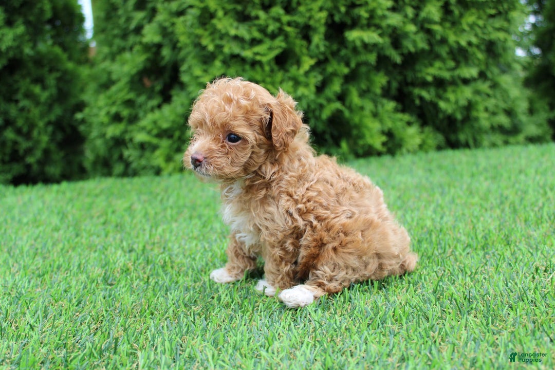 Toy Poodle dogs for sale: Ellie - Image 7