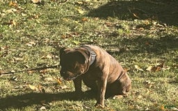 Olde English Bulldogge dogs for sale: Koa - Image 7