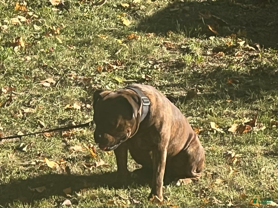 Olde English Bulldogge dogs for sale: Koa - Image 7