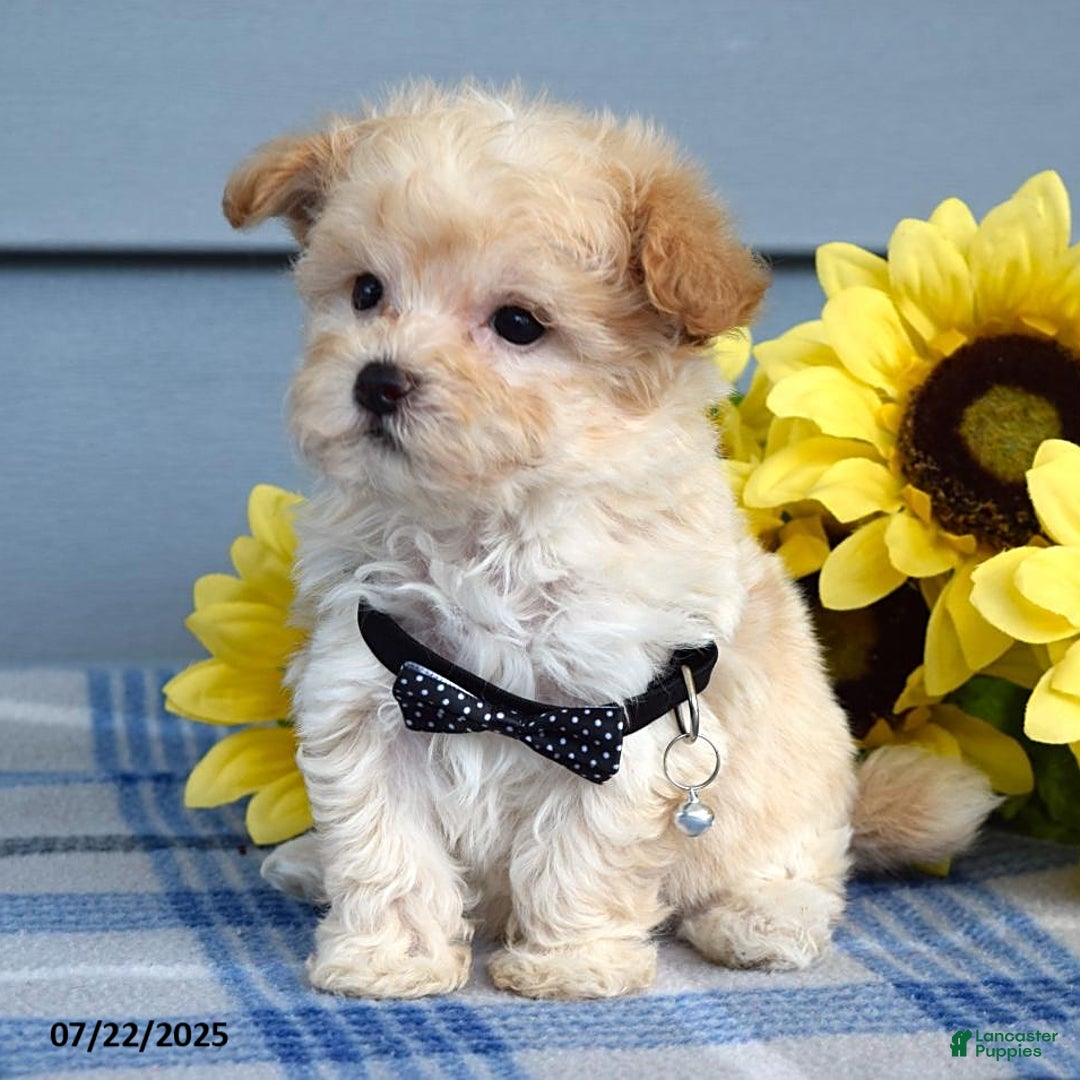 Maltipoo dogs for sale: Nevin - Image 10
