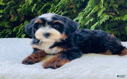 Bernedoodle dogs for sale: Anika - Image 6