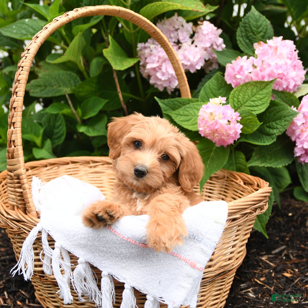 Cavapoo dogs for sale: Russet - Image 5