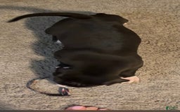 American Bully dogs for sale: Knight - Image 3