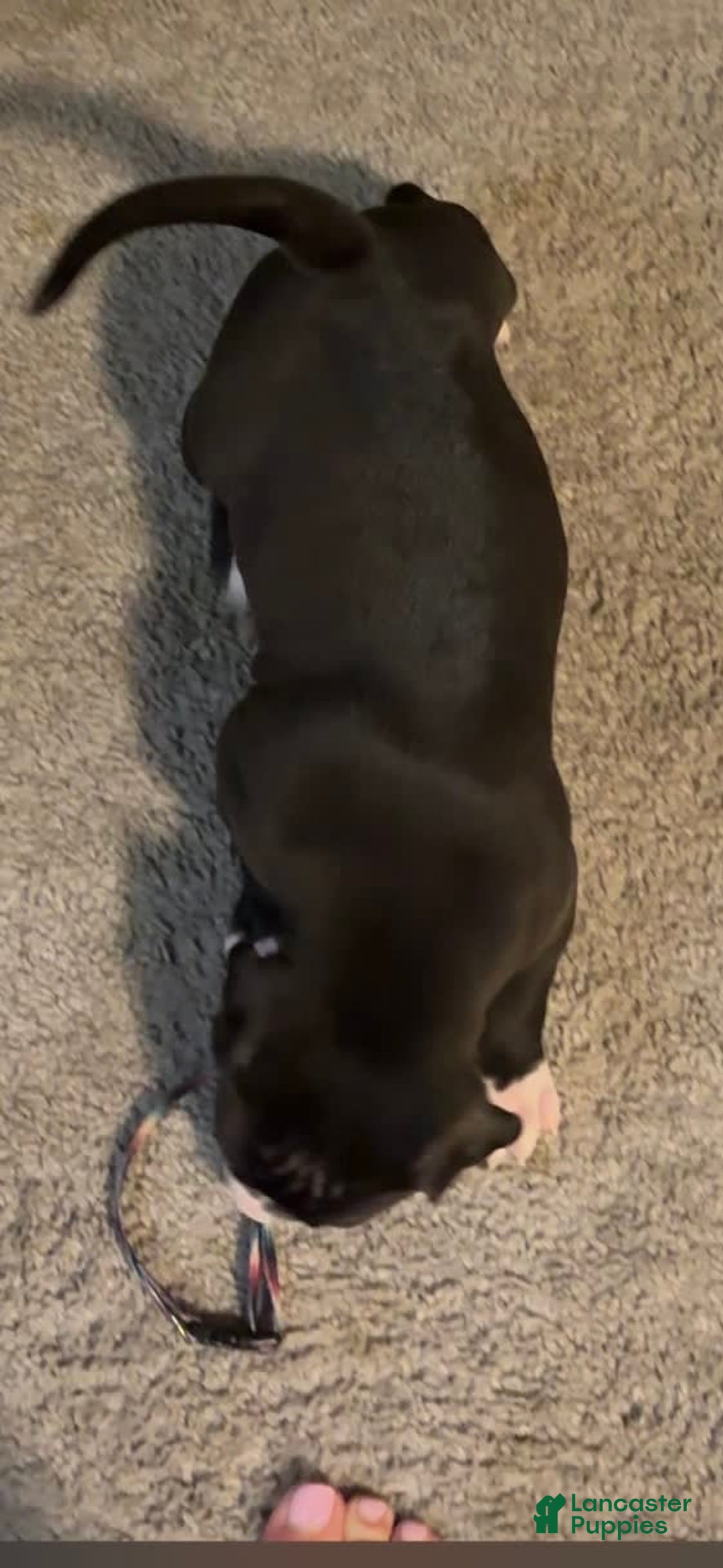 American Bully dogs for sale: Knight - Image 3