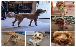 Mini Goldendoodle dogs for sale: Amy - Image 12