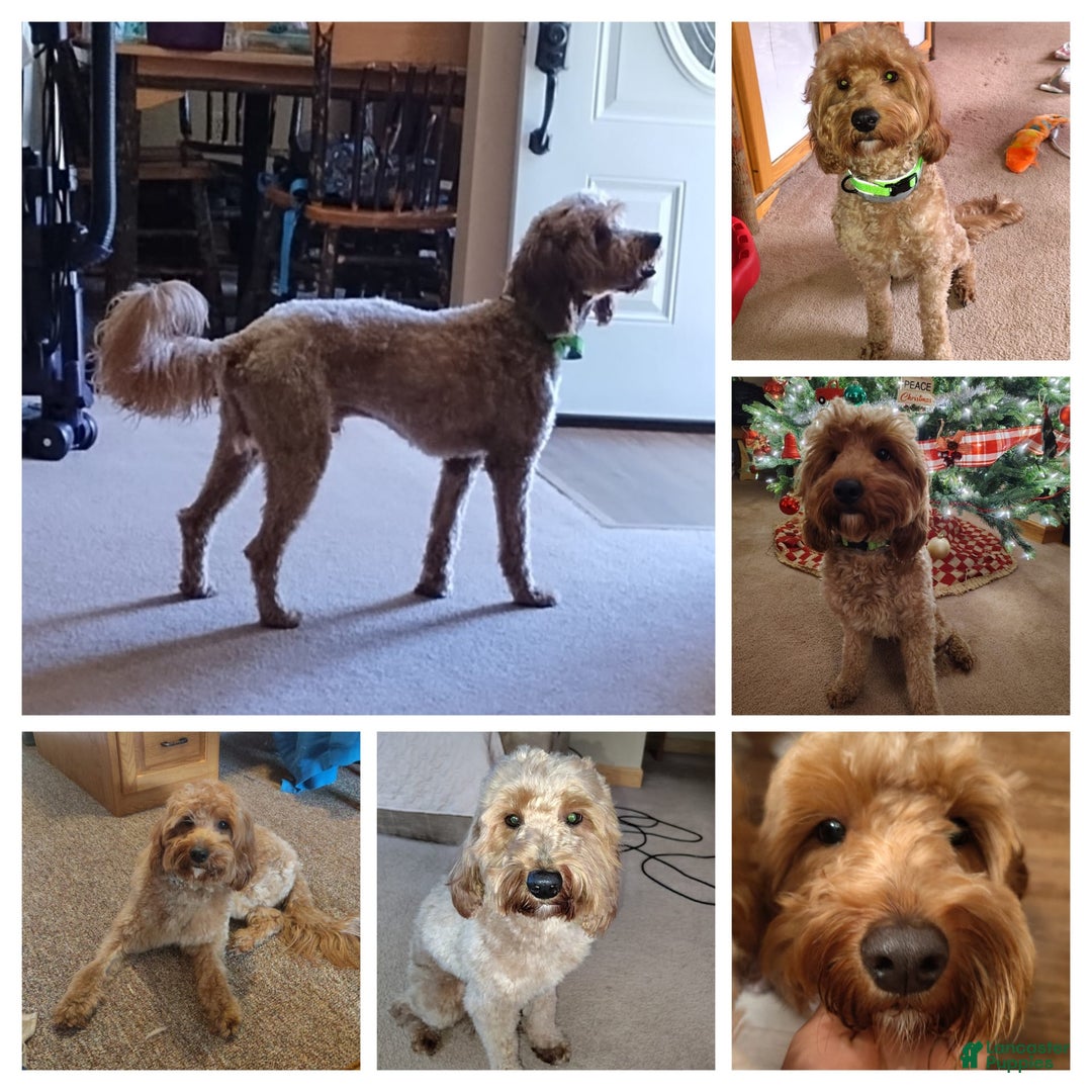 Mini Goldendoodle dogs for sale: Amy - Image 12