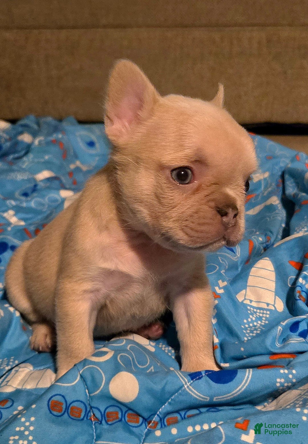 French Bulldog dogs for sale: Daisy - Image 2