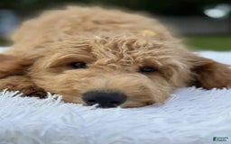 Mini Goldendoodle dogs for sale: Apollo - Image 13