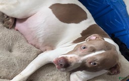 American Bully dogs for sale: Charlie - Image 9